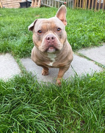 Micro bully