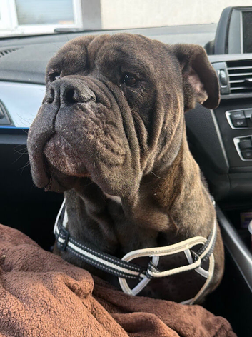 3 years old English bull dog cane  corso mix