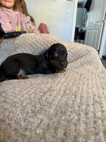 Black and Tan Miniature dachshund Puppy