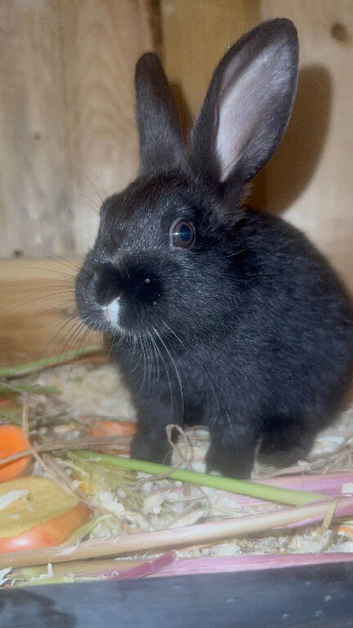 baby bunnies looking for home!