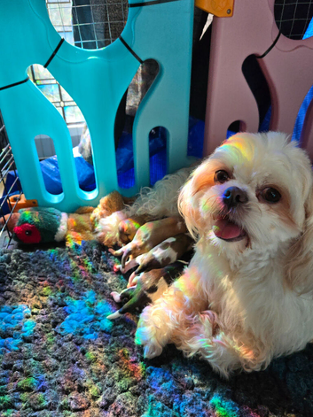 Stunning shihtzu puppies 5 girls &pound;995