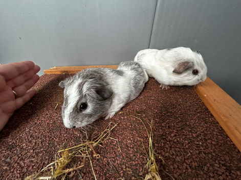 Baby guinea pigs