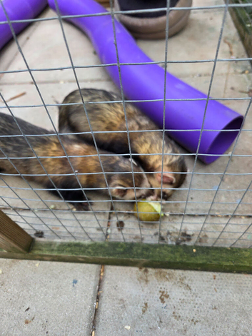 2 pet ferrets with cage and run must be gone all together ️