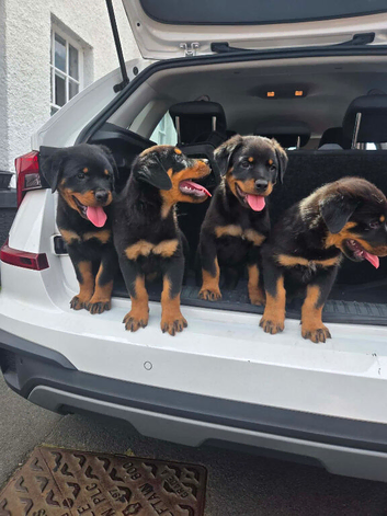 Rottweiler&rsquo;s German pups
