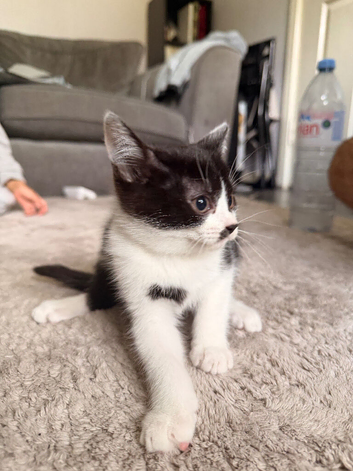 British shorthair mixed