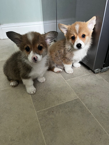Welsh Pembrokeshire corgi pups