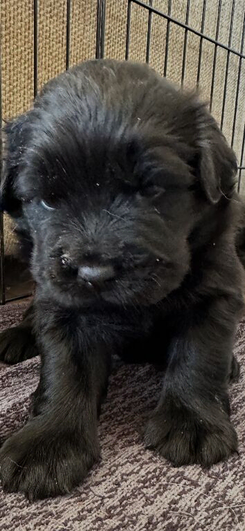 Chow x spaniel
