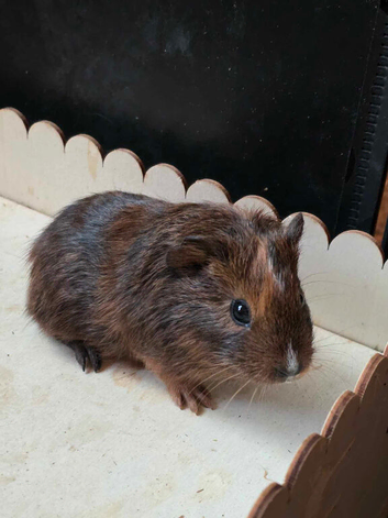 Cute boy guinea pig