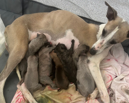 Whippet pups for sale