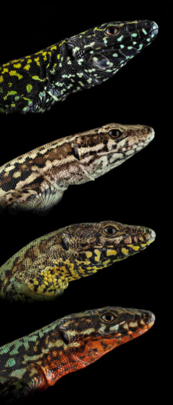 Adult Podarcis muralis nigriventris
