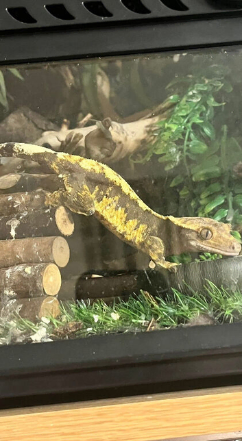 Male & female crested geckos