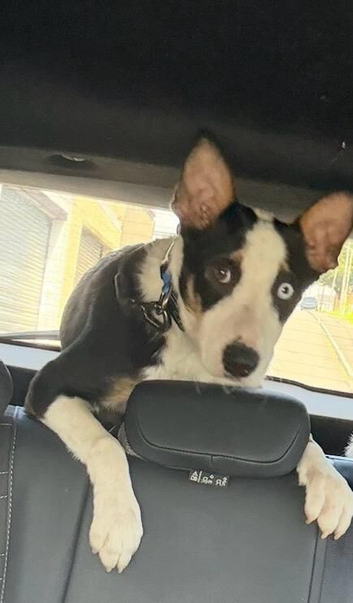 Boarder collie