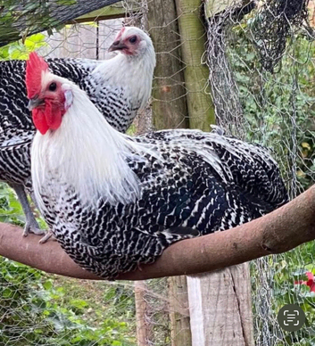 Braekel cockerel