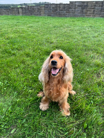 7 handsome cockapoo boys looking for there forever homes