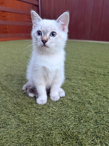 Baby gorgeous ragdoll kitten