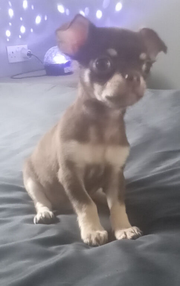 Pedigree tea cup chihuahua
