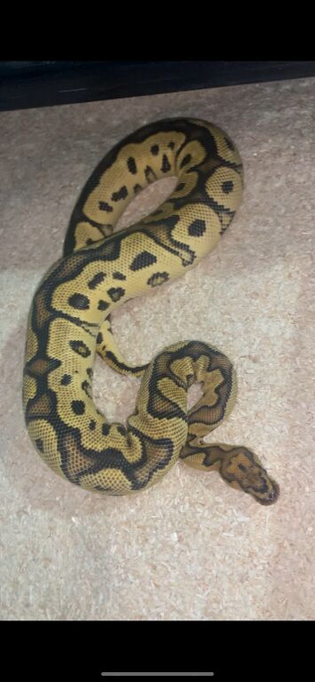 ball pythons available