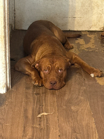 Dogue de Bordeaux cross springer