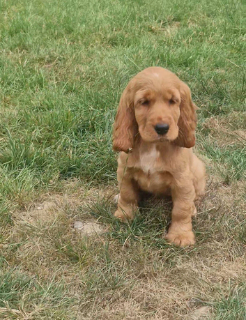 Golden Show type Cocker Spaniel puppies.