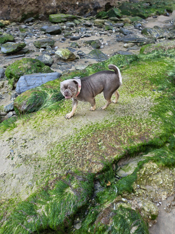 Frug Girl  For Rehome