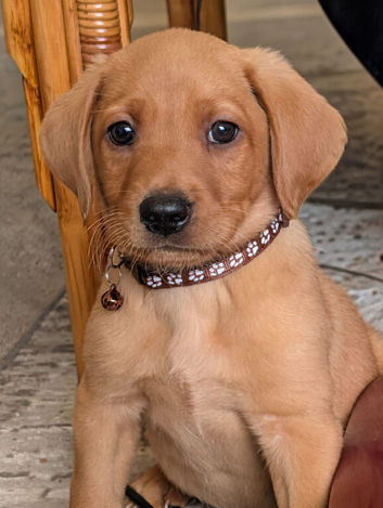 Kc registered Labrador puppy's