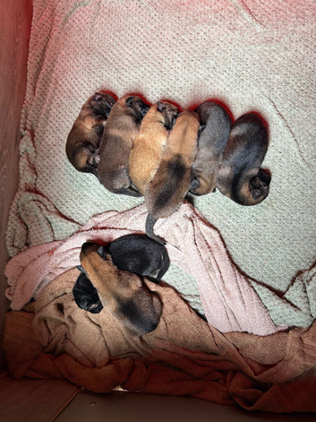 German shepherd puppies