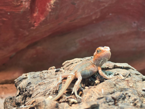 Bearded dragon babies