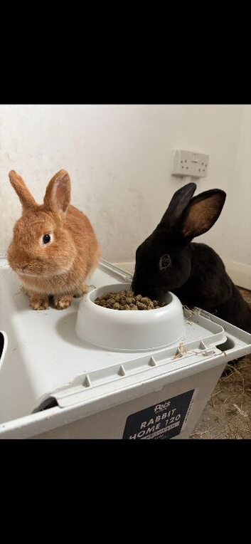 2 beautiful male rabbits