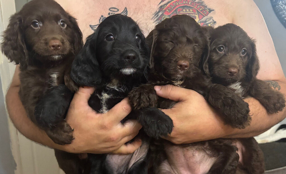 English springer spaniel crossed labradoodle