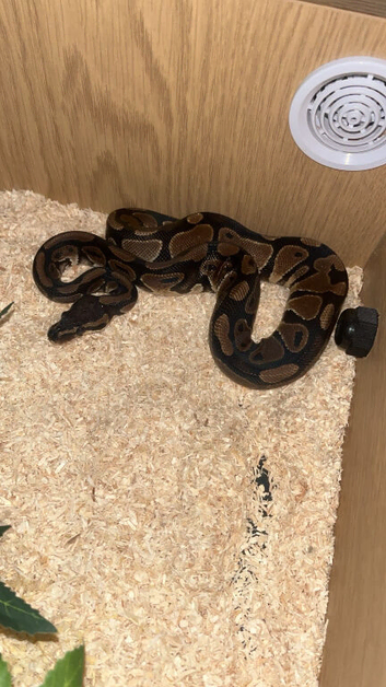 Royal ball python