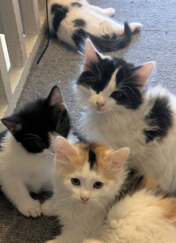 10 weeks old kittens ready to leave
