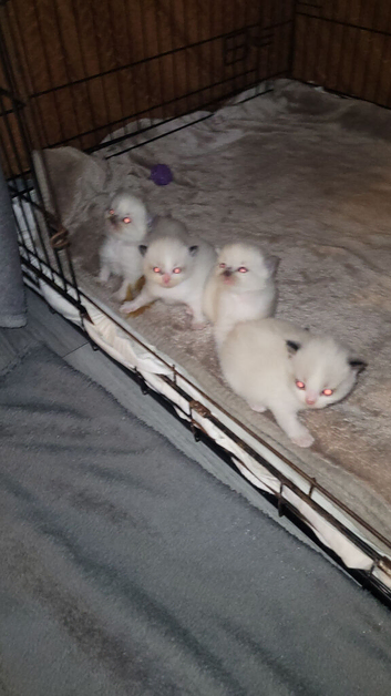 Ragdoll Kittens ready to leave 21st March