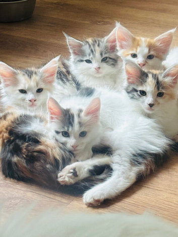 Maine coon kittens ready to go