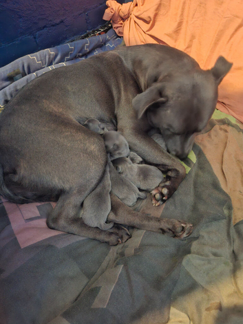 KC Reg Blue staffordshire bull terrier