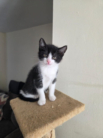 Gorgeous kittens