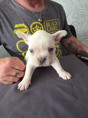 French Bulldog puppies