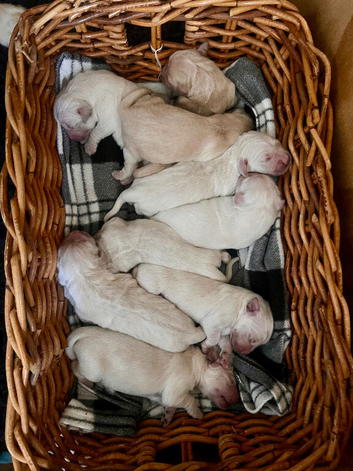 Exceptional Golden Retriever puppies