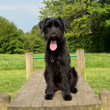 Giant Schnauzer Female 12 Months Old NOT KC