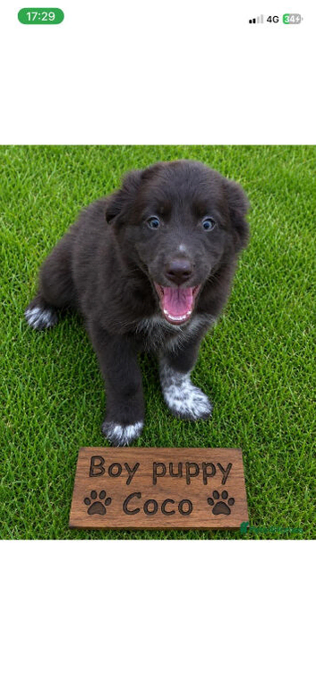 Cocker Spaniel x Border Collie puppies