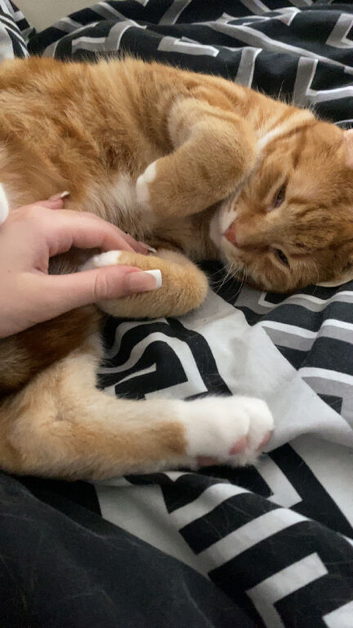 Rehoming cats