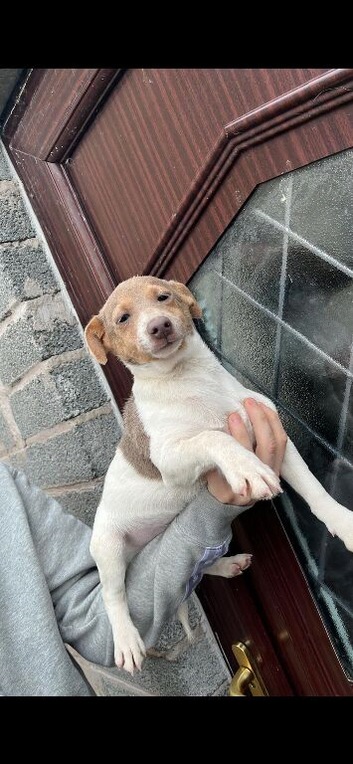 Miniature male Jack Russell pup for sale
