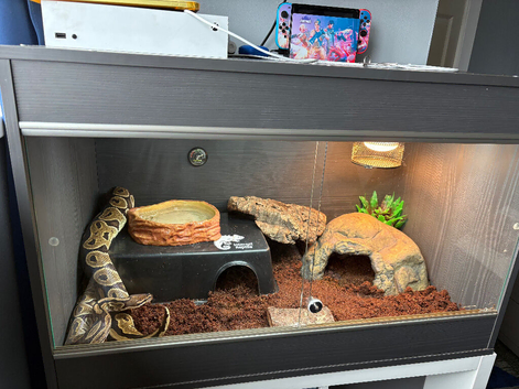 Royal python and full setup