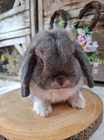 Opal Mantle mini lop Adult avaliable