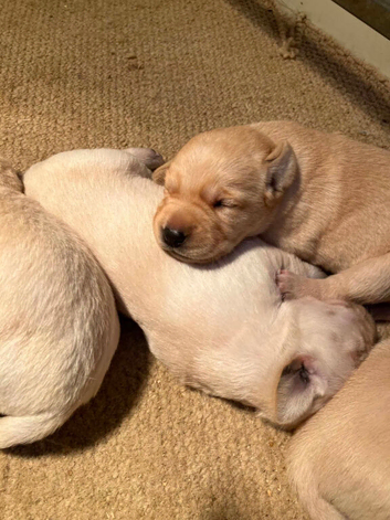 Stunning litter of KC reg yellow Labrador puppies, only dog puppies still avaiable