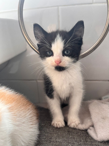 2 kittens for sale