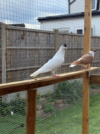 Afghan pigeons
