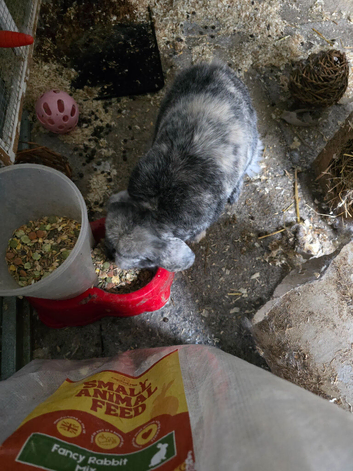 rabbit