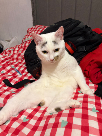 Mando &ndash; Looking for His Forever Home