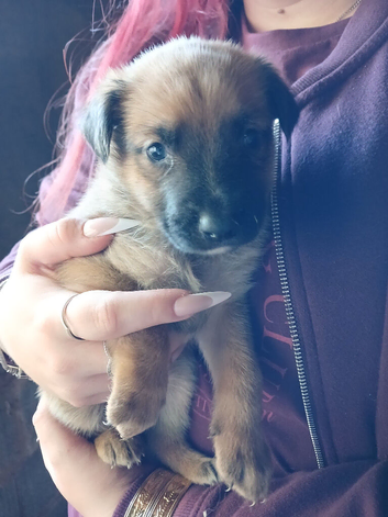 Puppies cross German shepherd Belgium shepherd
