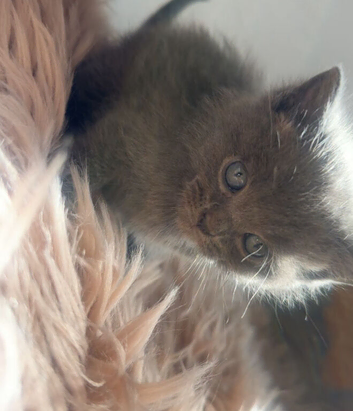 British shorthair x ragdoll kittens